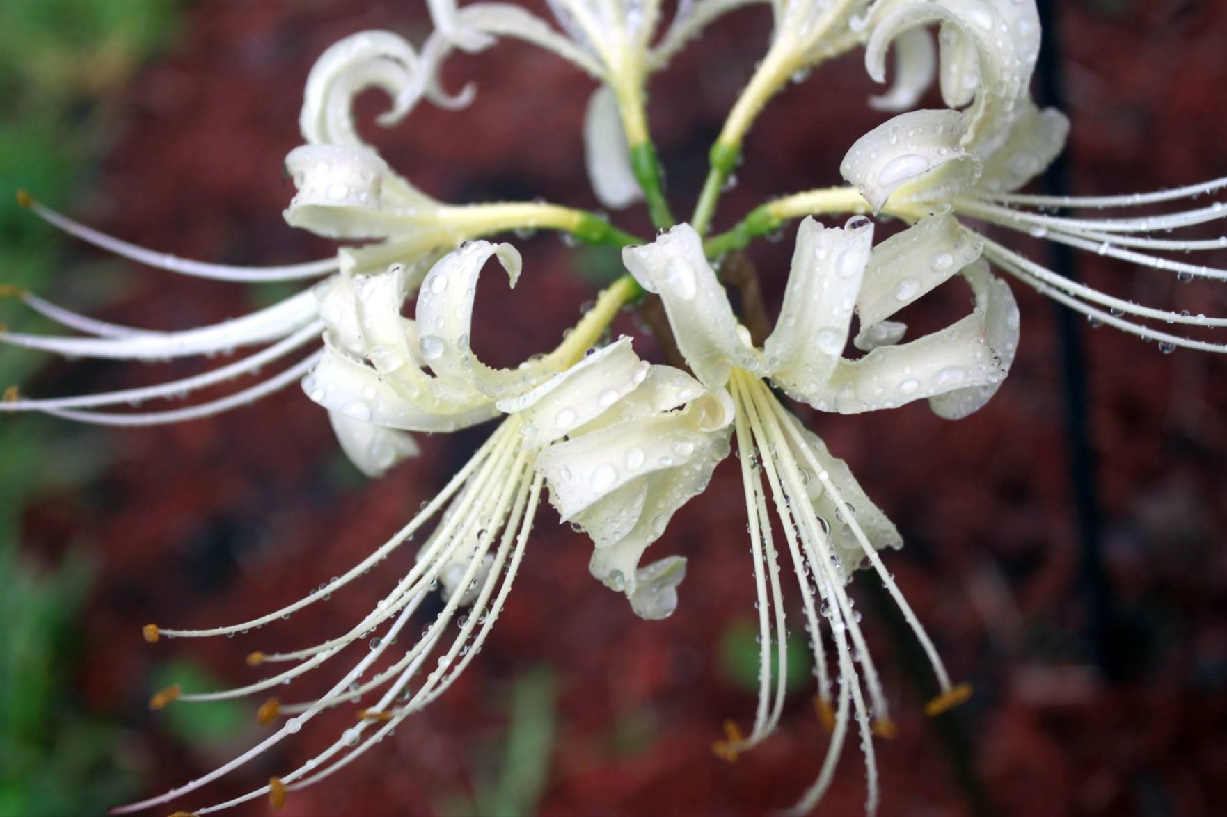 DeRidder Spider Lily